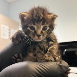 Shelter Stray Female Cat last seen Near S 29th Street, San Diego, CA, 92113, 5500 Gaines St, San Diego, CA 92110, USA