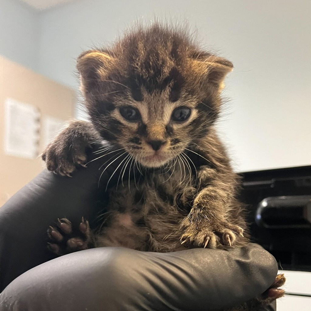 Shelter Stray Female Cat last seen Near S 29th Street, San Diego, CA, 92113, 5500 Gaines St, San Diego, CA 92110, USA