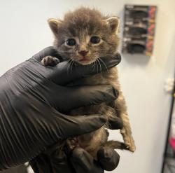 Shelter Stray Female Cat last seen Near S 29th Street, San Diego, CA, 92113, 5500 Gaines St, San Diego, CA 92110, USA