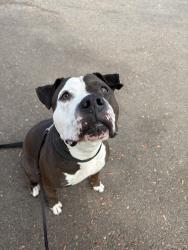 Shelter Stray Female Dog last seen Near Amherst Street, San Diego, CA, 92115, 5500 Gaines St, San Diego, CA 92110, USA