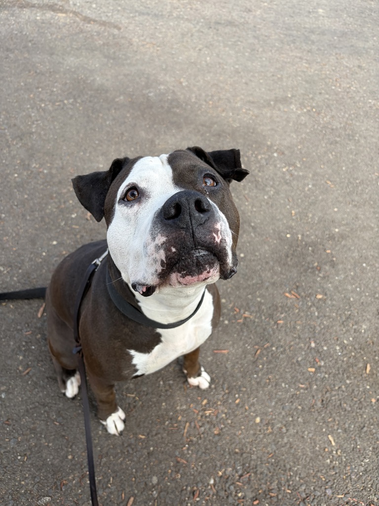 Shelter Stray Female Dog last seen Near Amherst Street, San Diego, CA, 92115, 5500 Gaines St, San Diego, CA 92110, USA