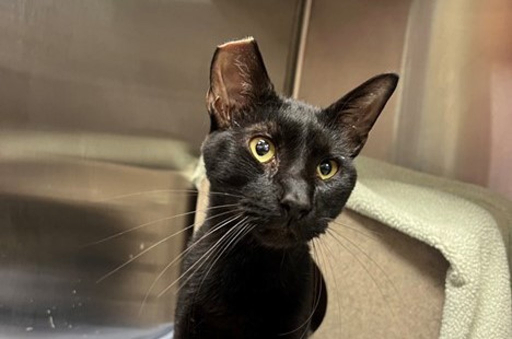 Shelter Stray Male Cat last seen N, Escondido, CA, 92026, Escondido, CA 92027, USA