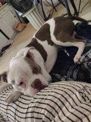Lost Male Dog last seen Hollywood hills, Los Angeles, CA 90068