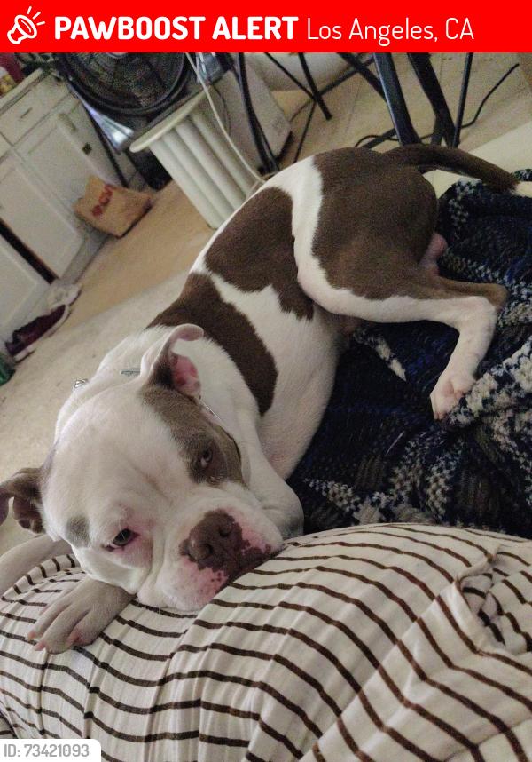Lost Male Dog last seen Hollywood hills, Los Angeles, CA 90068
