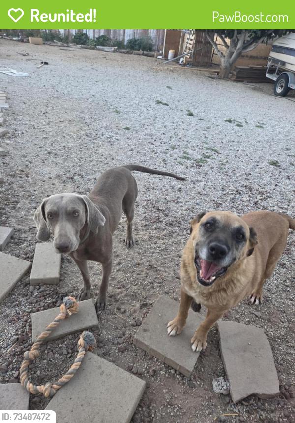 Reunited Male Dog last seen Near Thunderbird Rd, Apple Valley, CA 92307, Apple Valley, CA 92307