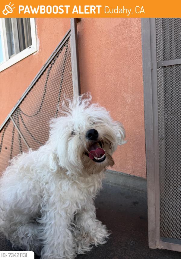 Found/Stray Male Dog last seen Santa Ana, Cudahy, CA 90201
