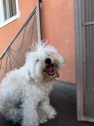 Found/Stray Male Dog last seen Santa Ana, Cudahy, CA 90201