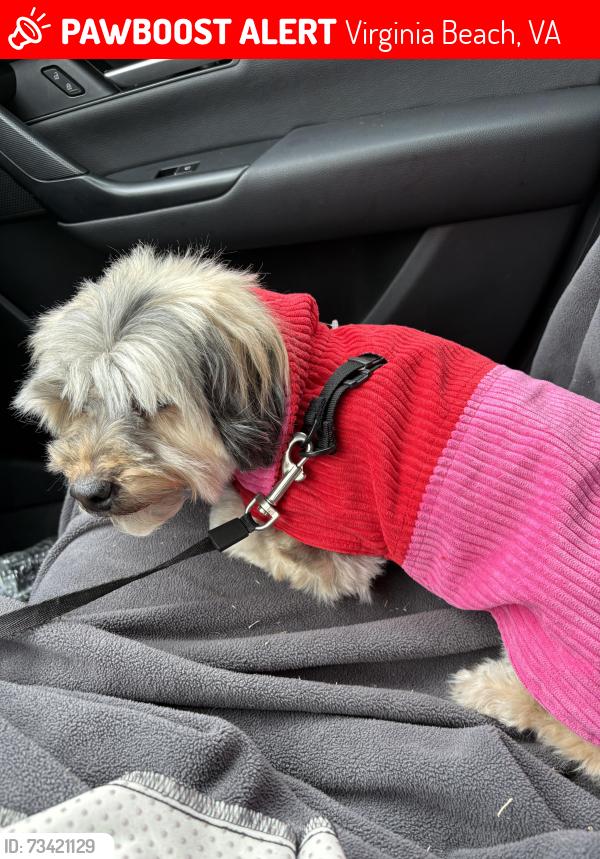 Lost Female Dog last seen Lynnhaven parkway Amaco, Virginia Beach, VA 23453