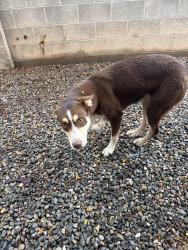 Found/Stray Female Dog last seen Wyoming and copper, Albuquerque, NM 87108