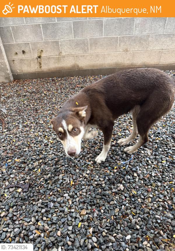 Found/Stray Female Dog last seen Wyoming and copper, Albuquerque, NM 87108
