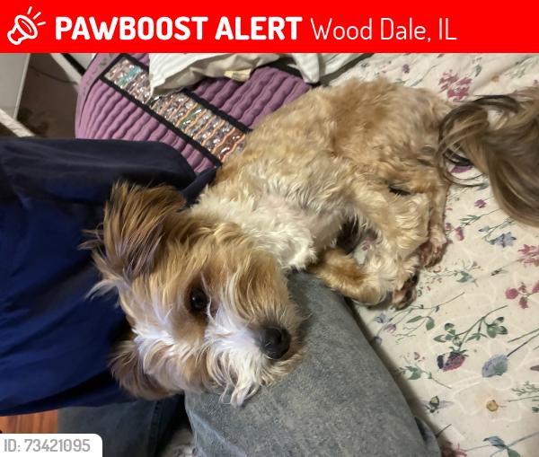 Lost Male Dog last seen Commercial and Ash, Wood Dale, IL 60191
