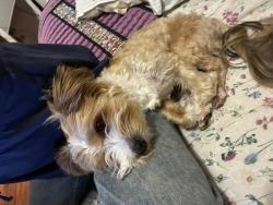 Lost Male Dog last seen Commercial and Ash, Wood Dale, IL 60191