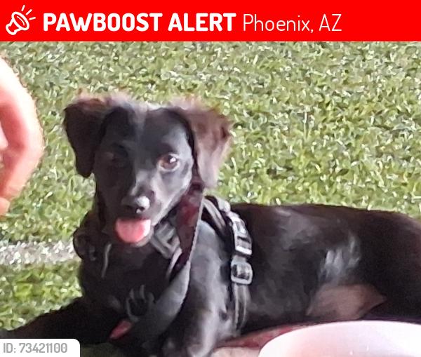 Lost Female Dog last seen Central Ave/ 3rd ave, Phoenix, AZ 85007