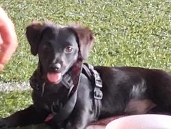 Lost Female Dog last seen Central Ave/ 3rd ave, Phoenix, AZ 85007