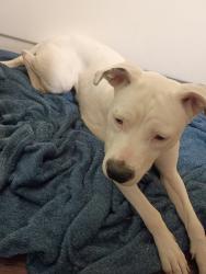 Reunited Female Dog last seen Alameda and Roberts heb, Corpus Christi, TX 78412
