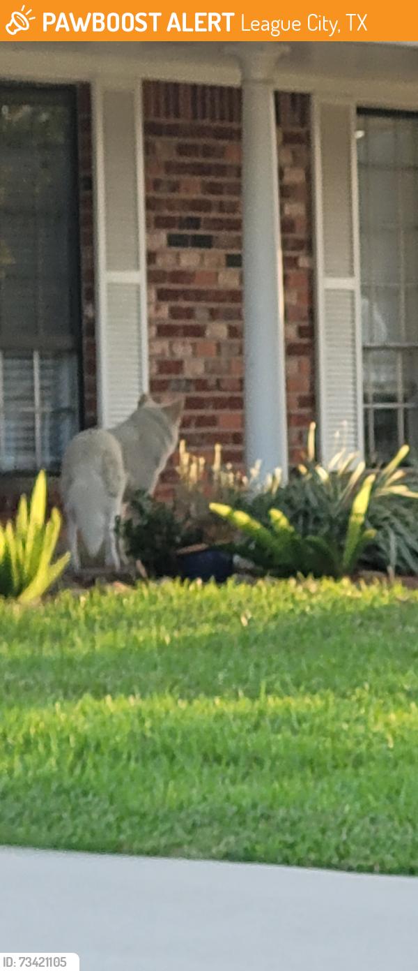 Found/Stray Unknown Dog last seen Near sunset court south, League City, TX 77573