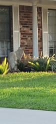 Found/Stray Unknown Dog last seen Near sunset court south, League City, TX 77573