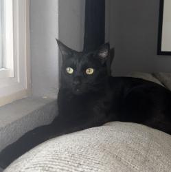 Reunited Male Cat last seen Dos Palmas Road and Cholame Road, Victorville, CA 92392