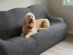 Reunited Male Dog last seen Church St and Kingston highway, Rome, GA 30161