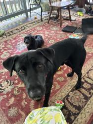 Reunited Male Dog last seen Clear creek rd and pine ridge area, Hockley, TX 77447