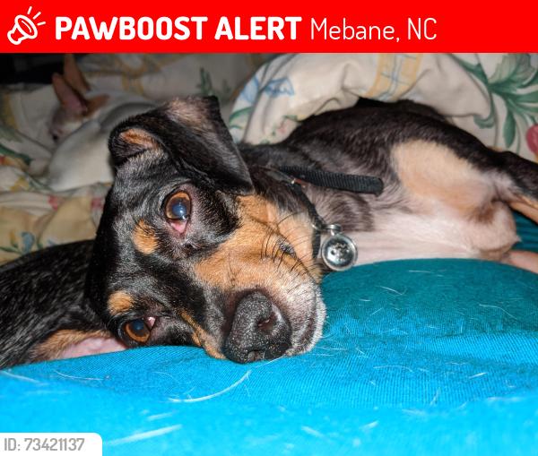 Lost Female Dog last seen McKinley and Fourth, Mebane, NC 27302
