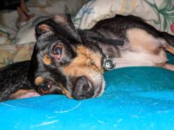 Lost Female Dog last seen McKinley and Fourth, Mebane, NC 27302