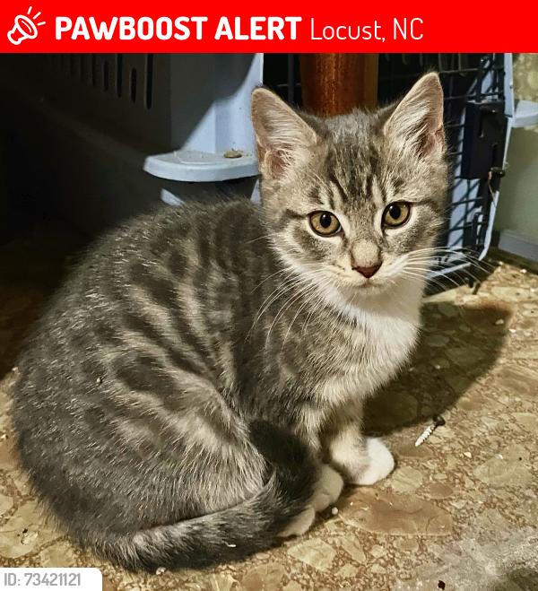 Lost Male Cat last seen Thornton street, Meadow Creek Village, Locust, NC, Locust, NC 28107