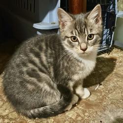 Lost Male Cat last seen Thornton street, Meadow Creek Village, Locust, NC, Locust, NC 28107