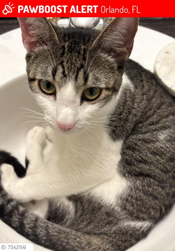 Lost Male Cat last seen Lundy Ct. And Pointview Ct, Orlando, FL 32836