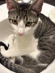 Lost Male Cat last seen Lundy Ct. And Pointview Ct, Orlando, FL 32836