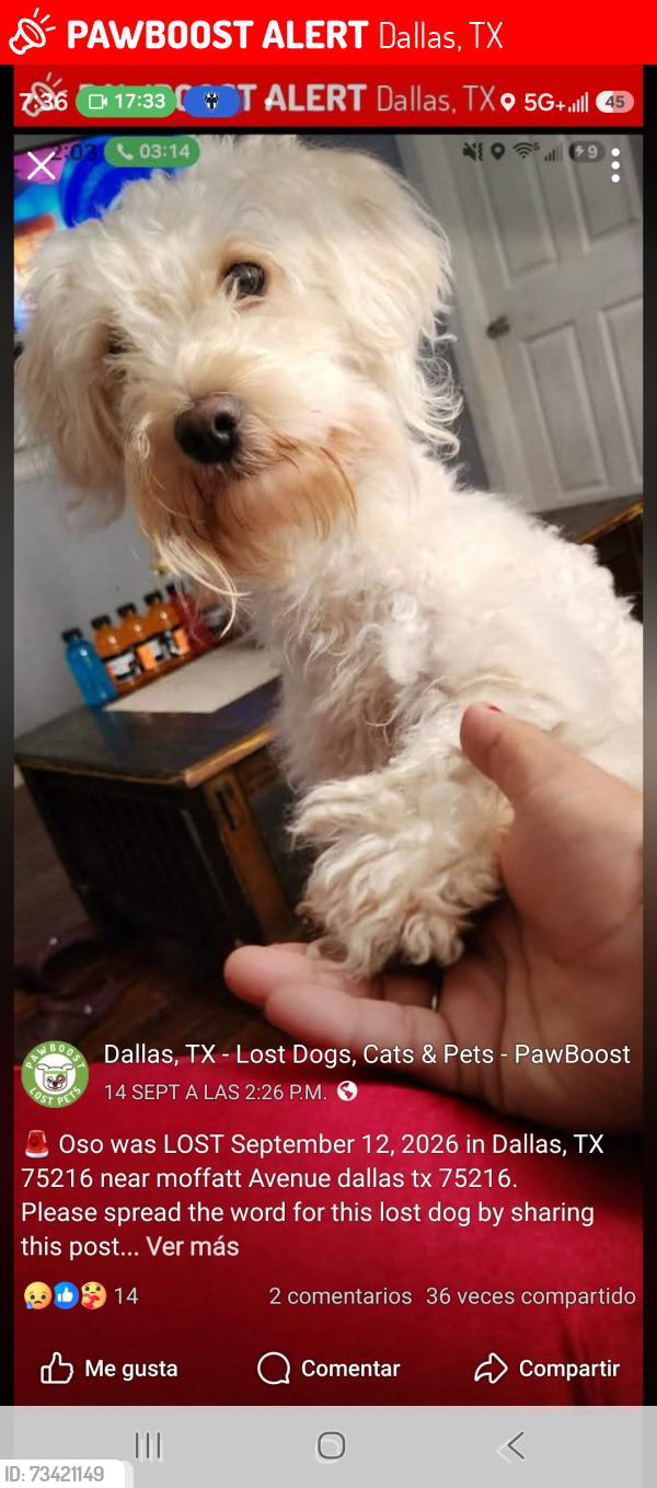 Lost Male Dog last seen Sunnyvale and moffatt ave 75216 zip code, Dallas, TX 75214