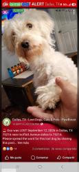 Lost Male Dog last seen Sunnyvale and moffatt ave 75216 zip code, Dallas, TX 75214