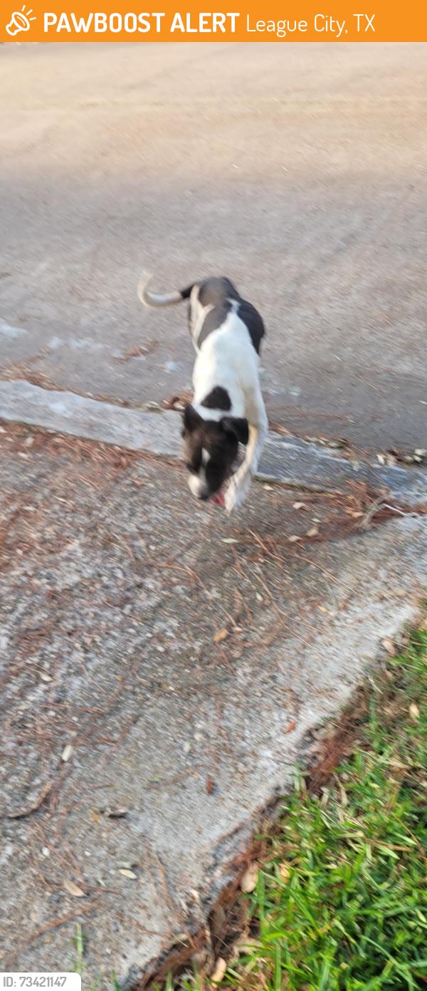 Found/Stray Male Dog last seen Near sunset court south, League City, TX 77573