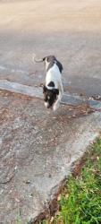 Found/Stray Male Dog last seen Near sunset court south, League City, TX 77573