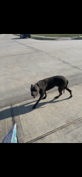 Reunited Male Dog last seen Cayden Creek Way and Sgt Holcomb, Conroe, TX 77304