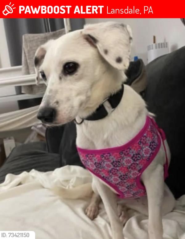 Lost Female Dog last seen Lansdale, PA, Lansdale, PA 19446