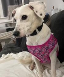 Lost Female Dog last seen Lansdale, PA, Lansdale, PA 19446