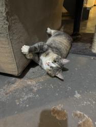 Reunited Female Cat last seen Near mountainside hosp, Montclair, NJ 07042