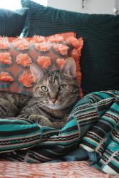 Lost Female Cat last seen The Episcopal Parish of St. Luke the Physician, Gresham, OR 97080