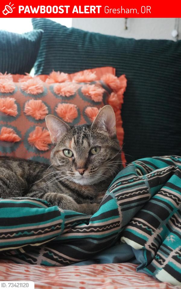 Lost Female Cat last seen The Episcopal Parish of St. Luke the Physician, Gresham, OR 97080