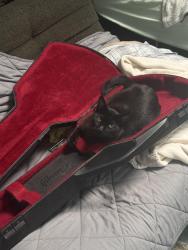 Reunited Male Cat last seen Rhoda Drive and Nottingham Place, San Jose, CA 95117