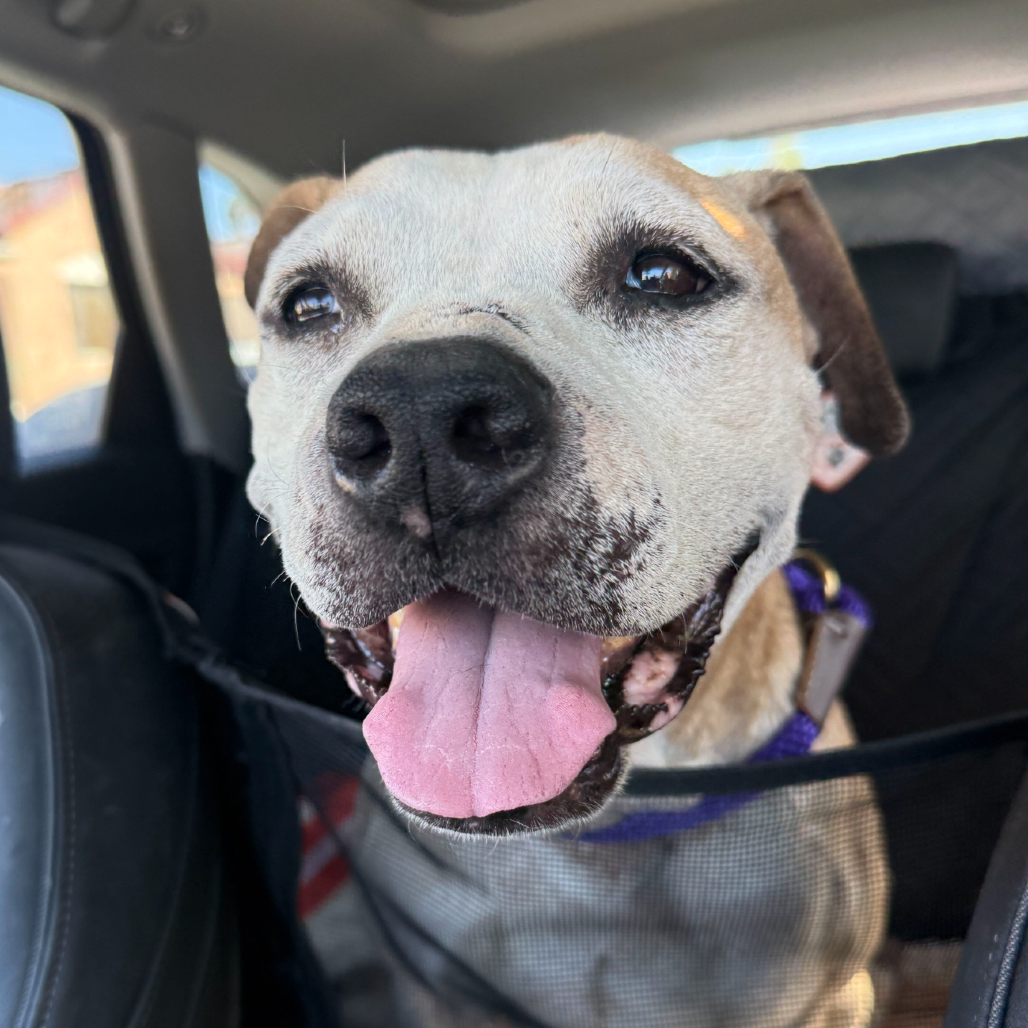 Shelter Stray Female Dog last seen , 3612 11th Ave, Los Angeles, CA 90018, USA