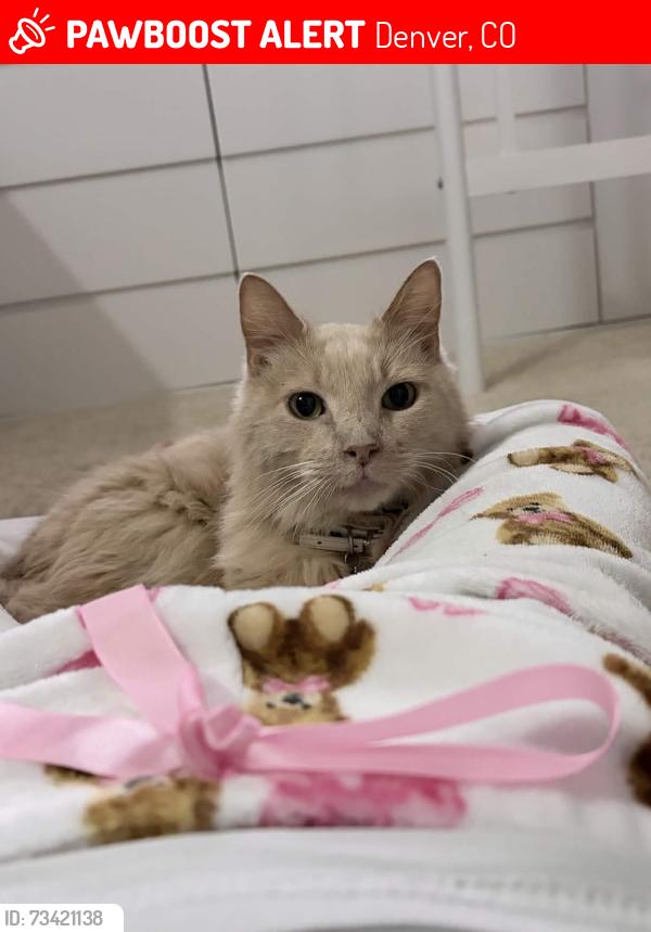 Lost Female Cat last seen She roams in my backyard and always stays but haven’t seen her lately. Westminster area, Denver, CO 80221