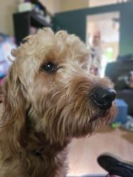 Reunited Male Dog last seen Spring St and County Line, Westerville, OH 43082