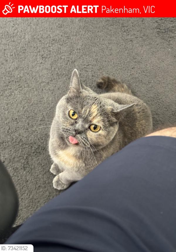 Lost Female Cat last seen Near Powell Place Pakenham, Pakenham, VIC 3810