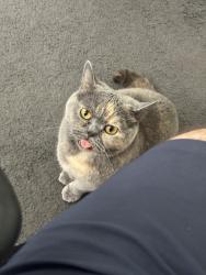 Lost Female Cat last seen Near Powell Place Pakenham, Pakenham, VIC 3810