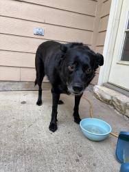 Found/Stray Unknown Dog last seen Near Fieldstone Pl, College Station, TX 77845