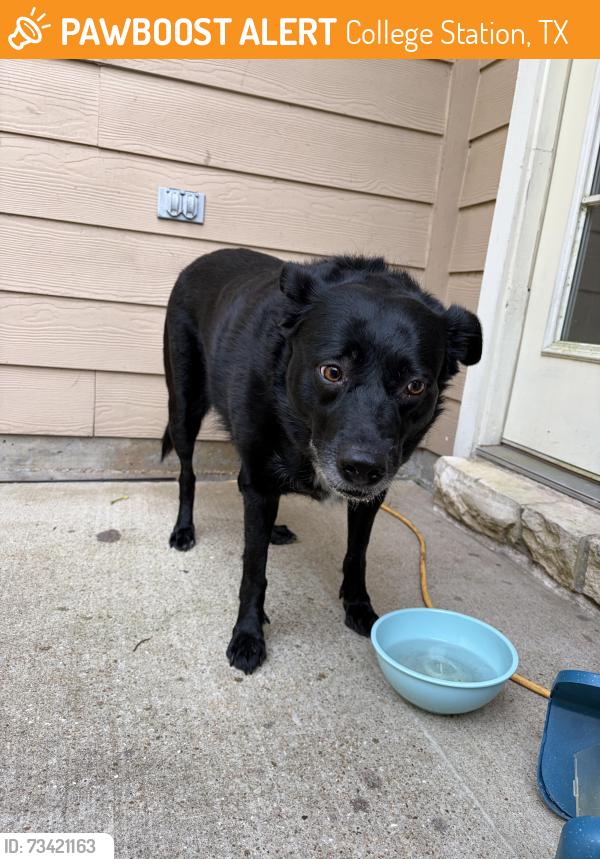 Found/Stray Unknown Dog last seen Near Fieldstone Pl, College Station, TX 77845