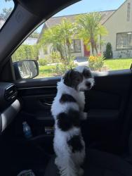 Reunited Male Dog last seen Gridley and 8th St, San Fernando, CA 91340