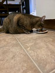 Found/Stray Unknown Cat last seen Fairwag mall, Kitchener, ON 